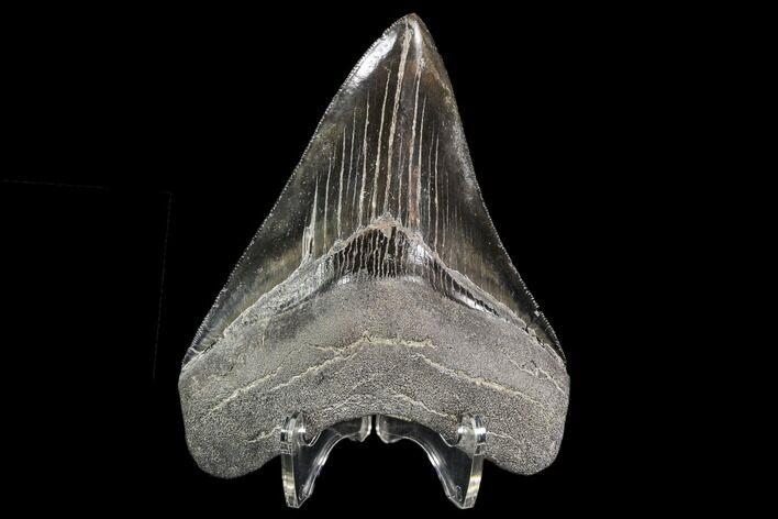 Serrated, Fossil Megalodon Tooth - Nice Color #108846